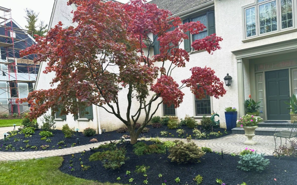 red tree and beige house